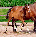 Filly by Alter Fritz out of State-Premium-Mare Guendalina by Red Patrick xx