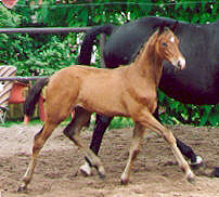 Filly by Freudenfest out of  Premium-Mare Schwalbenlust by Enrico Caruso