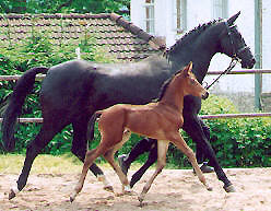 Filly von Exclusiv out of Premium-Mare Violetta by Kostolany