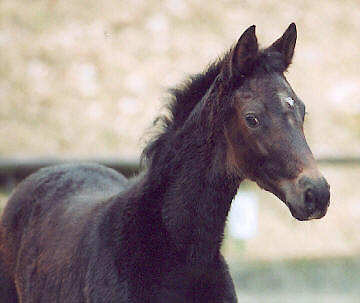 Filly by Summertime - Exclusiv