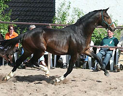 Trakehner by Alter Fritz out of Guendalina