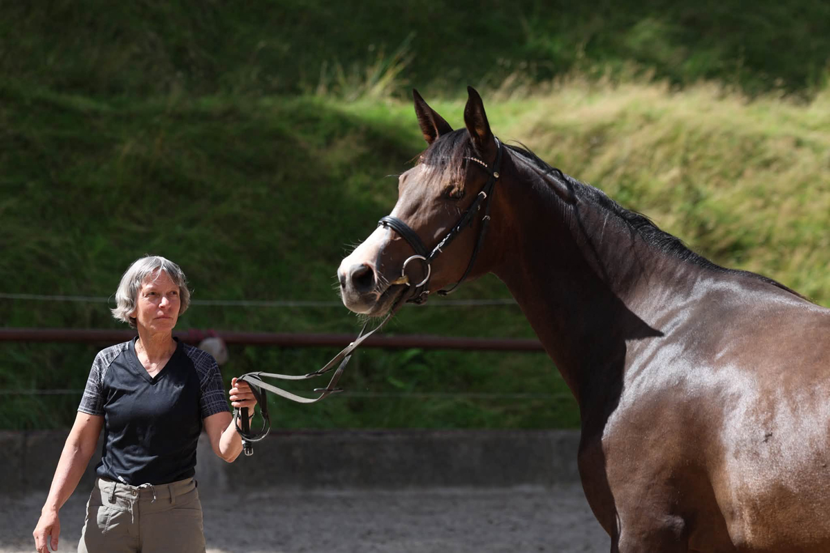 Trakehner Stute  Giavedia (dreijährig) - Trakehner Gestüt Hämelschenburg - Foto Beate Langels