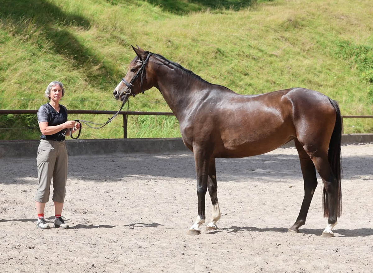 Trakehner Stute  Giavedia (dreijährig) - Trakehner Gestüt Hämelschenburg - Foto Beate Langels
