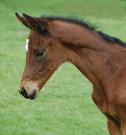 Filly by Summertime out of Gracia Patrizia by Alter Fritz (2 days old)