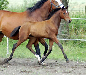 Trakehner Filly by Summertime out of Pr.St. Gracia Patrizia by Alter Fritz (in july 2004)