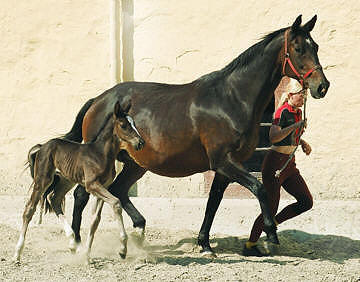 Gloriette by Kostolany - Karon - Pregel  and her filly by Alter Fritz, born 2003
