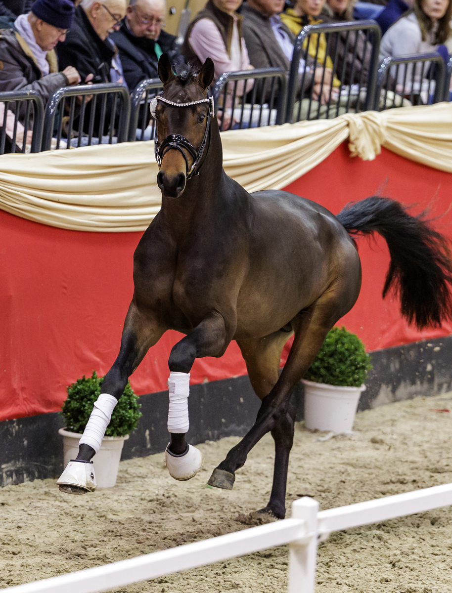 Reservesieger Goldkurs v. Impact u.d. Elitestute Gardema� v. Shavalou