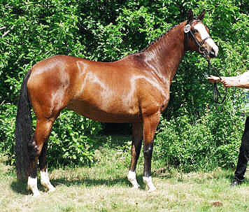 Gracia Patricia by Alter Fritz, Champion of the central mare grading (at the age of 4 years)