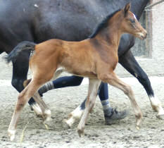 Trakehner Filly by Summertime out of Greta Garbo by Alter Fritz