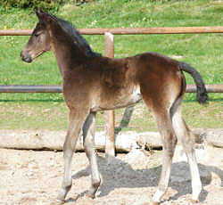 Trakehner colt by Summertime out of Greta Garbo by Alter Fritz