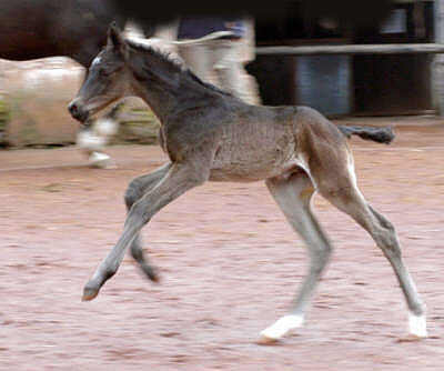 Trakehner colt by Summertime out of Greta Garbo by Alter Fritz