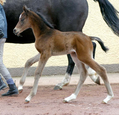 at the age of 12 hours: Trakehner filly by Summertime out of Greta Garbo by Alter Fritz