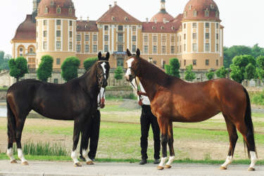 Bernhard Langels and his champion mares Greta Garbo and Grazia Patricia - both by Alter Fritz out of Gloriette by Kostolany