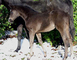 Filly by Kostolany - Anduc