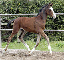 Filly by Alter Fritz - Red Patrick xx