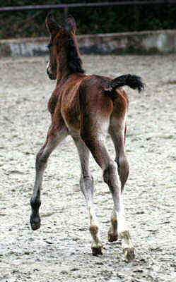 Colt by Alter Fritz out of St.Pr.St. Guendalina by Red Patrick xx