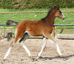 Trakehner colt by Alter Fritz out of statepremiummare Guendalina by Red Patrick xx