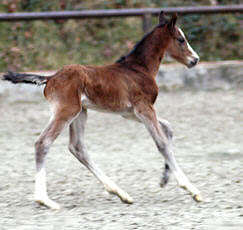 Colt by Alter Fritz out of Staatsprmienstute Guendalina by Red Patrick xx