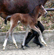 Colt by Alter Fritz - Red Patrick xx