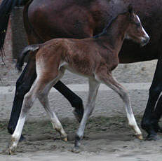 Colt by Alter Fritz out of St.Pr.St. Guendalina by Red Patrick xx