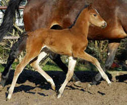 Trakehner filly by Shavalou - Red Patrick xx
