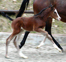 one day old filly by Alter Fritz out of state-premium-mare Guendalina by Red Patrick xx