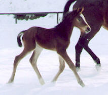 Filly by Alter Fritz out of premium-mare Guendalina by Red Patrick xx