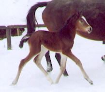 Filly by Alter Fritz out of St.Pr.St. Guendalina by Red Patrick xx