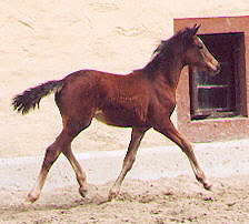 Filly by Alter Fritz - Red Patrick xx