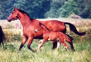 Gavotte with her filly Gloriette