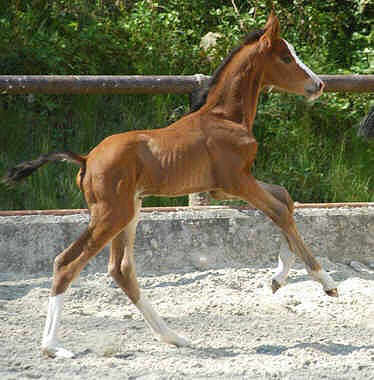 2 days old: Trakehner colt by Shavalou out of Gwendolyn by Maestro