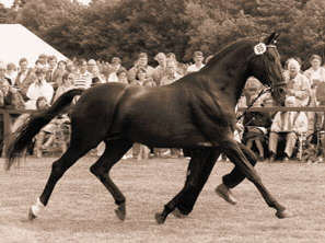 At the national stallion show - Verden 1985, Foto: Archiv