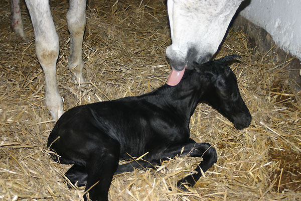 Hengstfohlen von Kostolany und der Birke