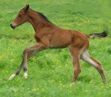 Colt by Freudenfest out of Hekate by Exclusiv (3 days old)