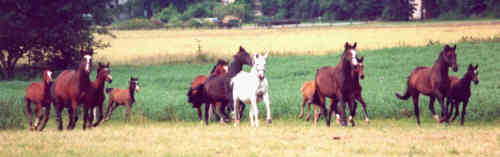the Hämelschenburger mares
