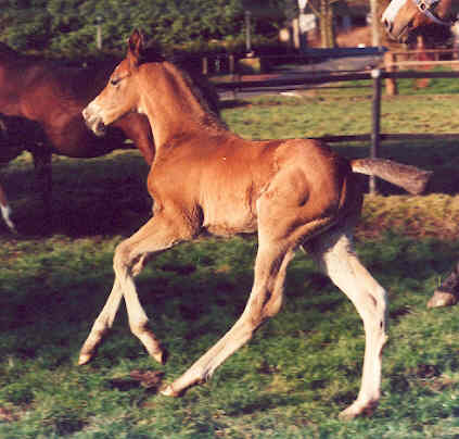 Colt by Freudenfest out of premium-mare Tavolara by Exclusiv