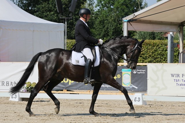 Highclere - Trakehner von Saint Cyr u.d. Hanna v. Summertime  - Foto:  Trakehner Gestüt Hämelschenburg