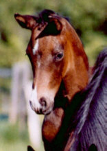 14 days old: Trakehner colt by Shavalou out of Highlife by Starway, picture: Dr. Ewald Pigisch