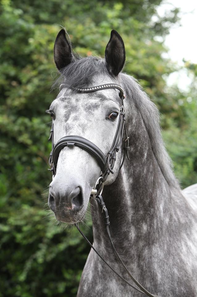 Hopkins von Hofrat x Artistic Rock - Trakehner Gestt Hmelschenburg