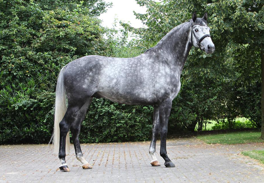 Hopkins von Hofrat x Artistic Rock - Trakehner Gestt Hmelschenburg