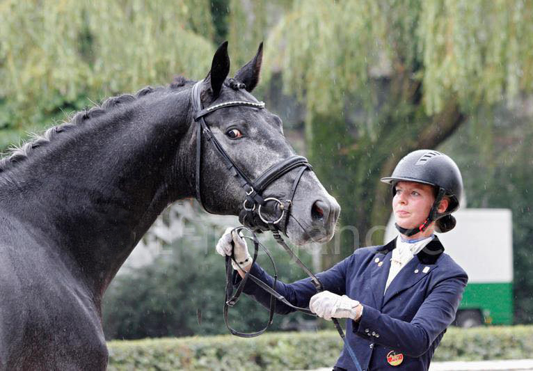 Hopkins von Hofrat x Artistic Rock - Trakehner Gestt Hmelschenburg