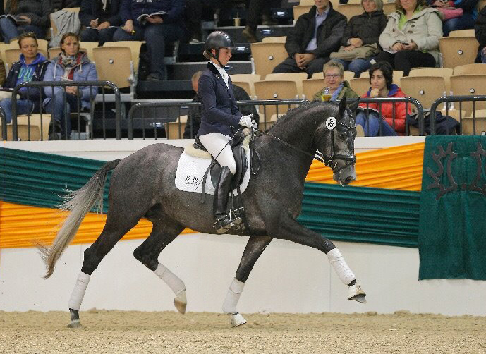 Hopkins von Hofrat x Artistic Rock - Trakehner Gestt Hmelschenburg