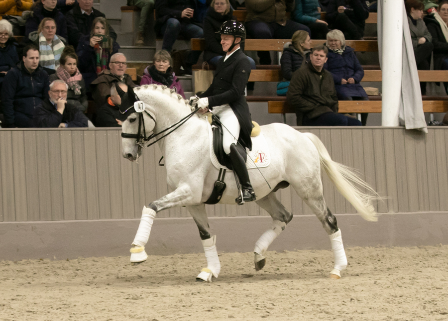 Hopkins von Hofrat x Artistic Rock - Foto M. Dsterwald- Trakehner Gestt Hmelschenburg