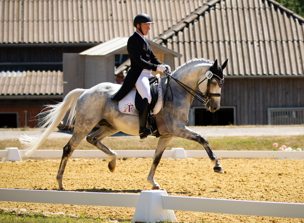 Hopkins von Hofrat x Artistic Rock - Foto M. Dsterwald- Trakehner Gestt Hmelschenburg