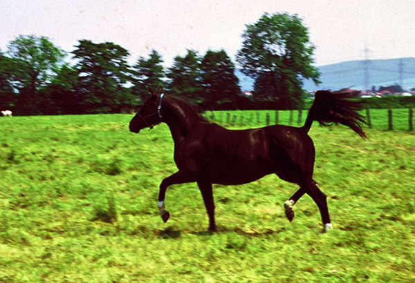 Hymna von Hertilas - Trakehner Gestt Hmelschenburg - Beate Langels