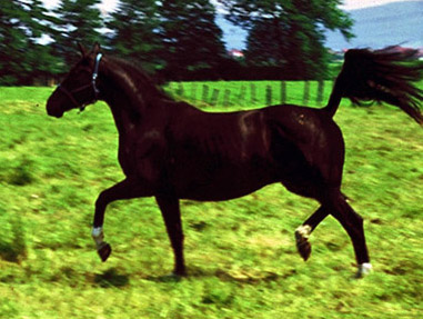 Trakehner Stute Hymna von Hertilas - Foto: Langels, Trakehner Gestt Hmelschenburg