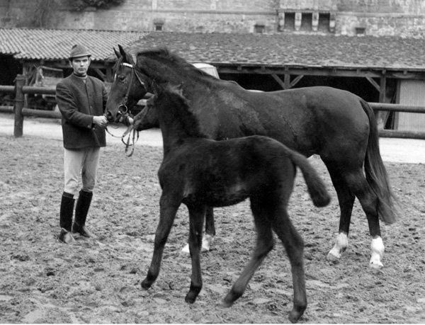 Hymna von Hertilas - Trakehner Gestt Hmelschenburg - Beate Langels