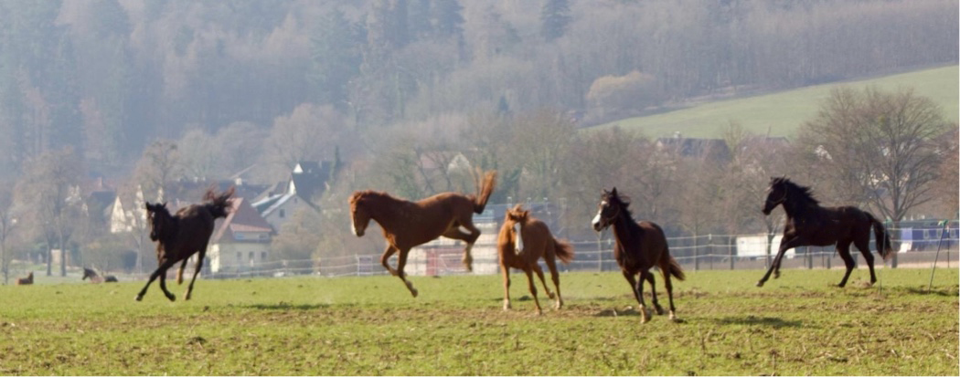 Impressionen - M�rz 2026 - Trakehner Gest�t H�melschenburg  - Foto: Beate Langels