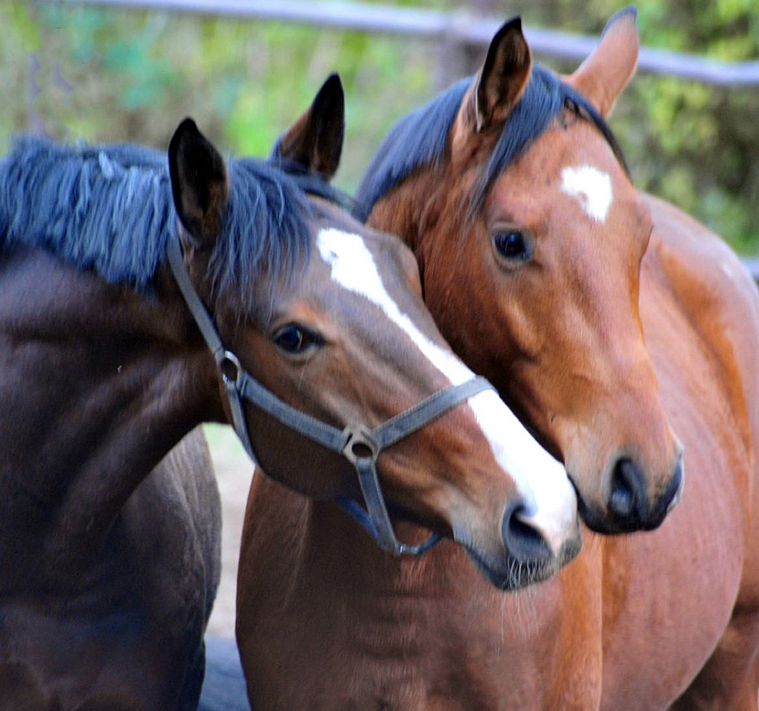 H�melschenburger Impressionen im November 2025 - Trakehner Gest�t H�melschenburg  - Foto: Beate Langels