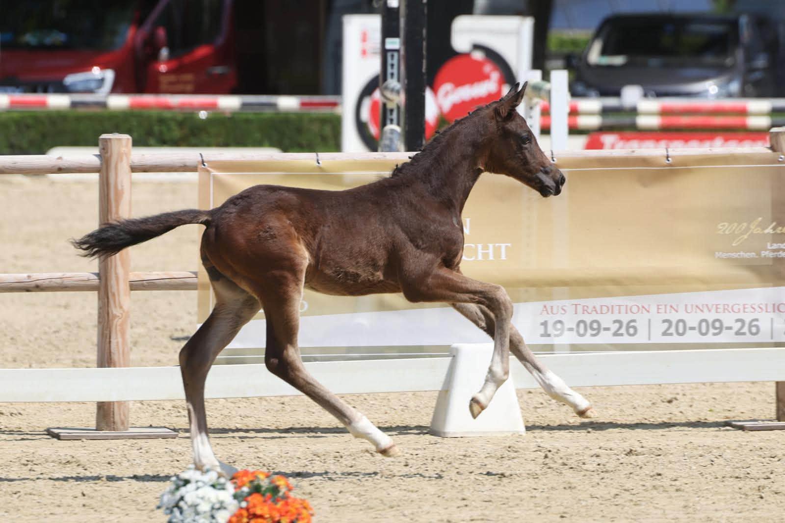 Hengstfohlen von Sutherland u.d. Superbe WH v. Schwarzgold- Foto: Trakehner Verband